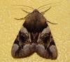 Catocala fulminea